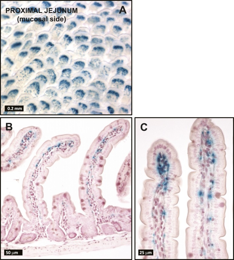 Figure 4.