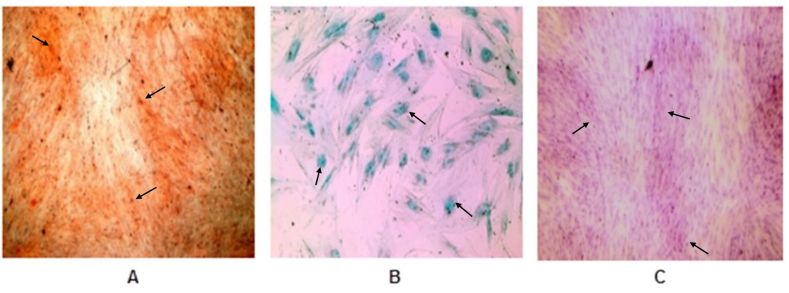 Figure 3