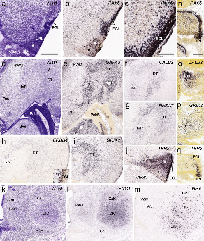 FIGURE 17