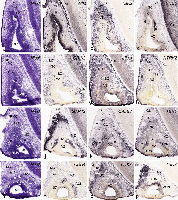 FIGURE 21