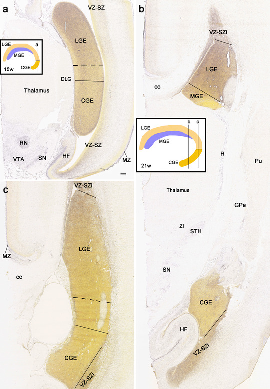 FIGURE 20