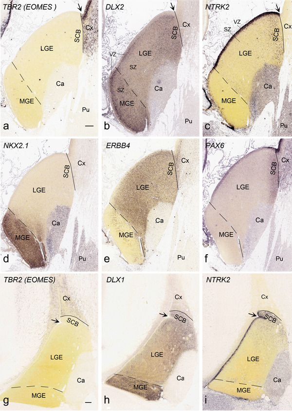 FIGURE 19