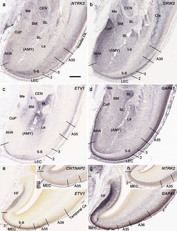 FIGURE 13