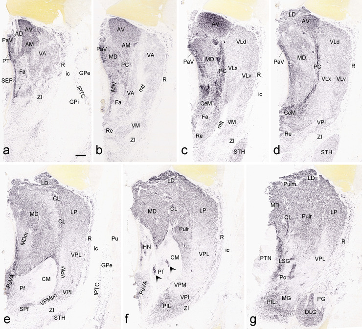 FIGURE 15