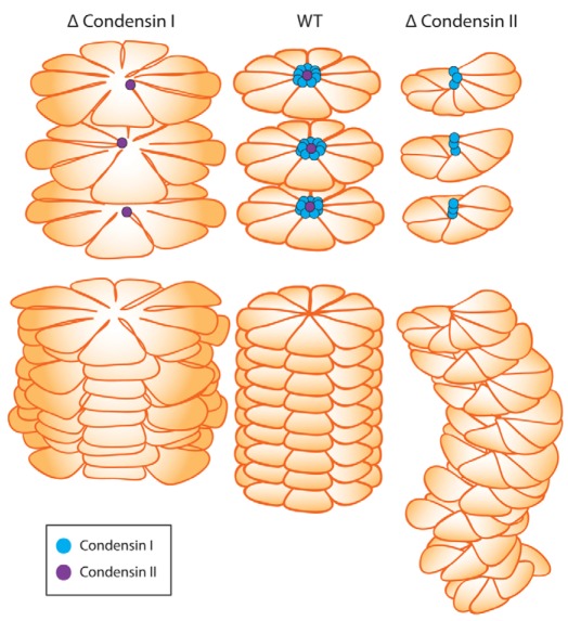 Fig. 9.