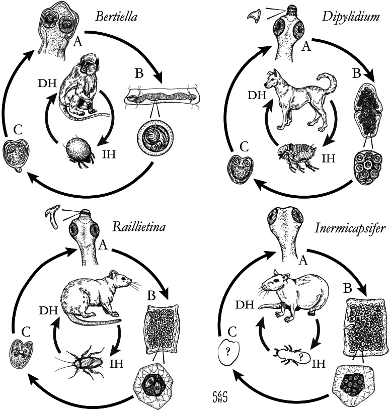 Fig. 1.