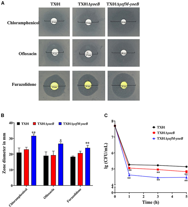 FIGURE 2