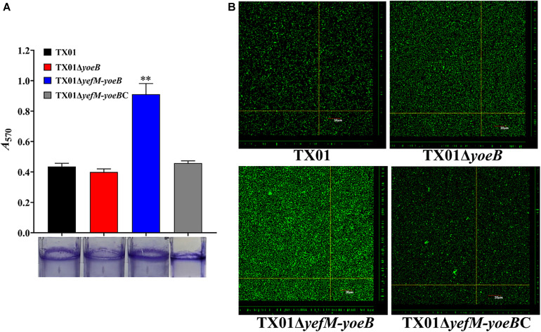 FIGURE 4