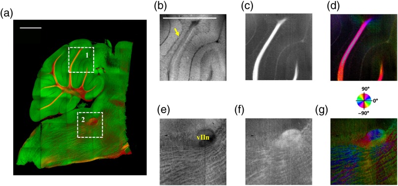 Fig. 6