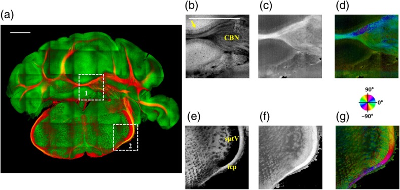 Fig. 4