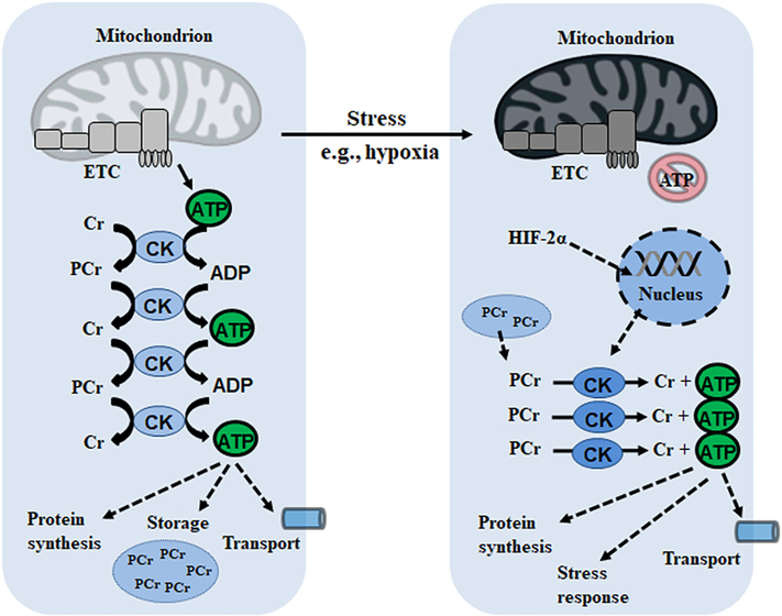 Figure 6: