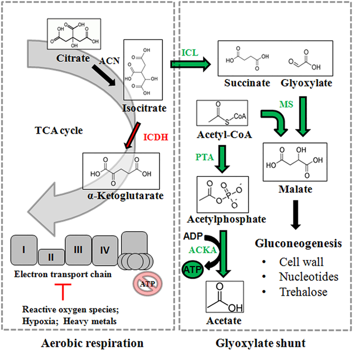 Figure 3: