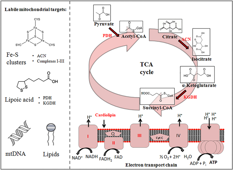 Figure 1: