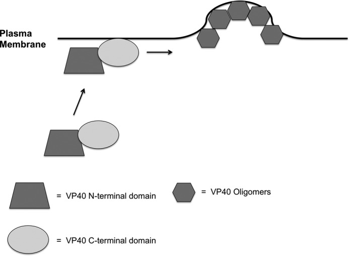 FIGURE 9.