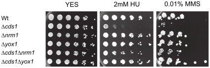 Figure 5