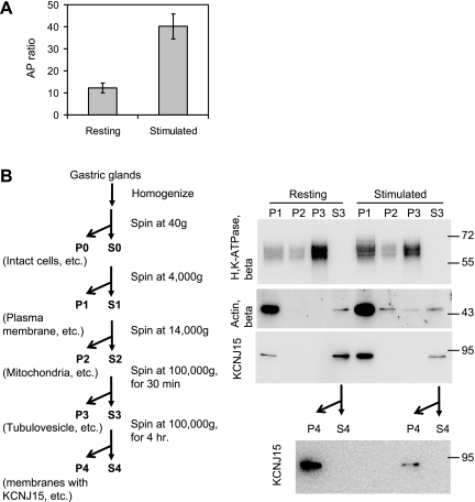 Fig. 7.