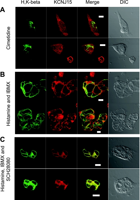 Fig. 6.