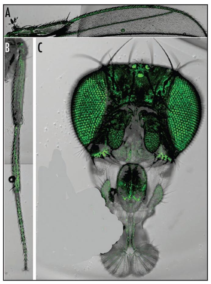 Figure 6