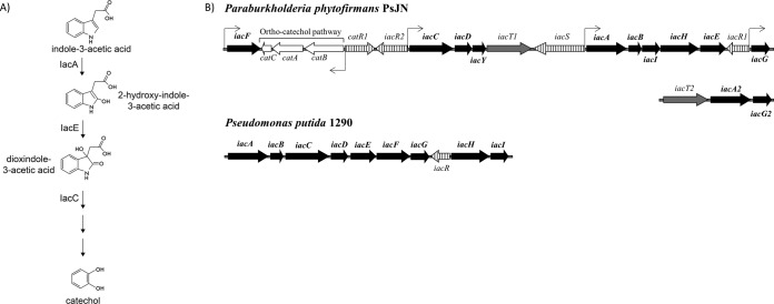 FIG 1