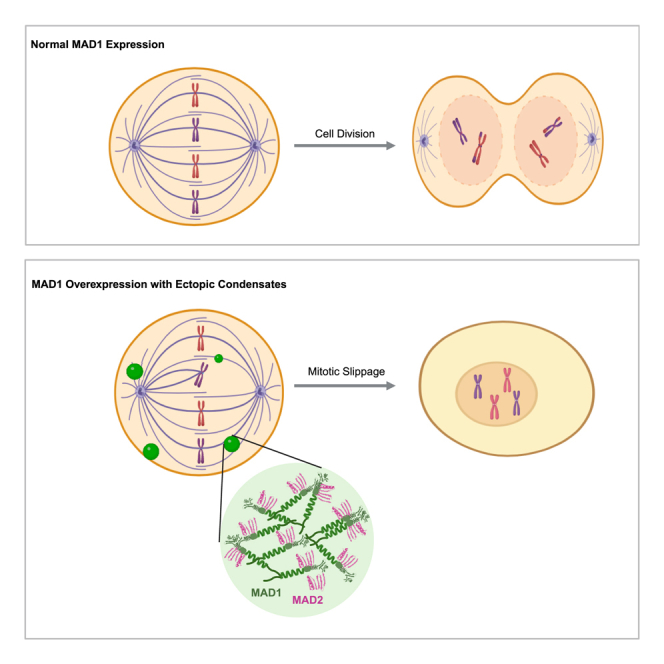 graphic file with name fx1.jpg