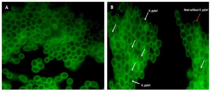 Figure 7