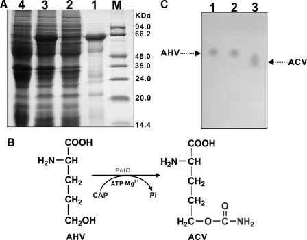 FIGURE 7.