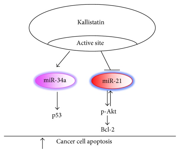 Role of Kallistatin Treatment in Aging and Cancer by Modulating miR-34a ...