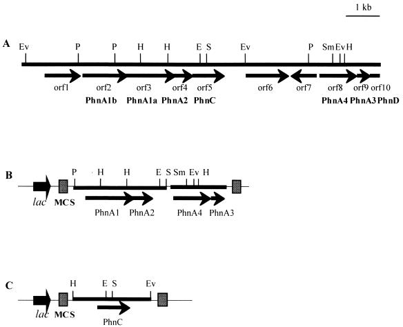 FIG. 1.