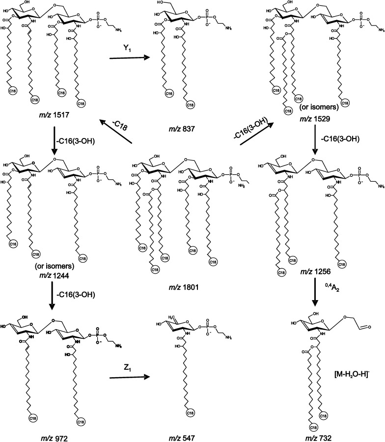 Scheme 1.