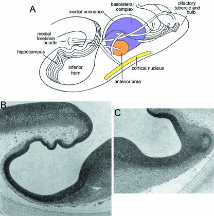 Fig. 10