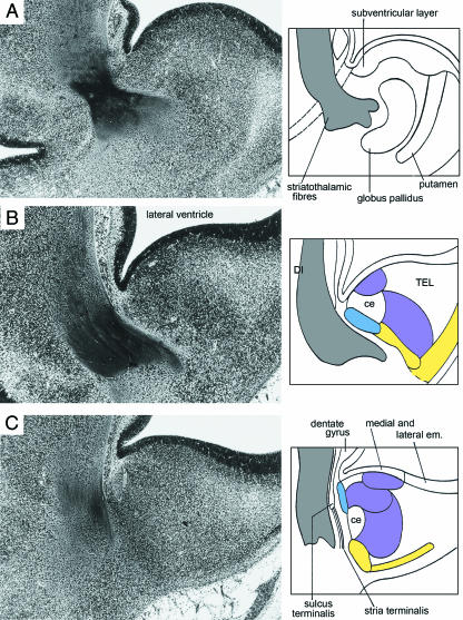 Fig. 12