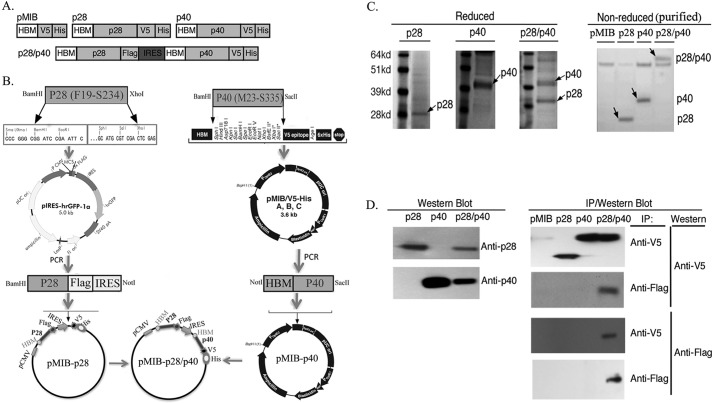 FIGURE 1.