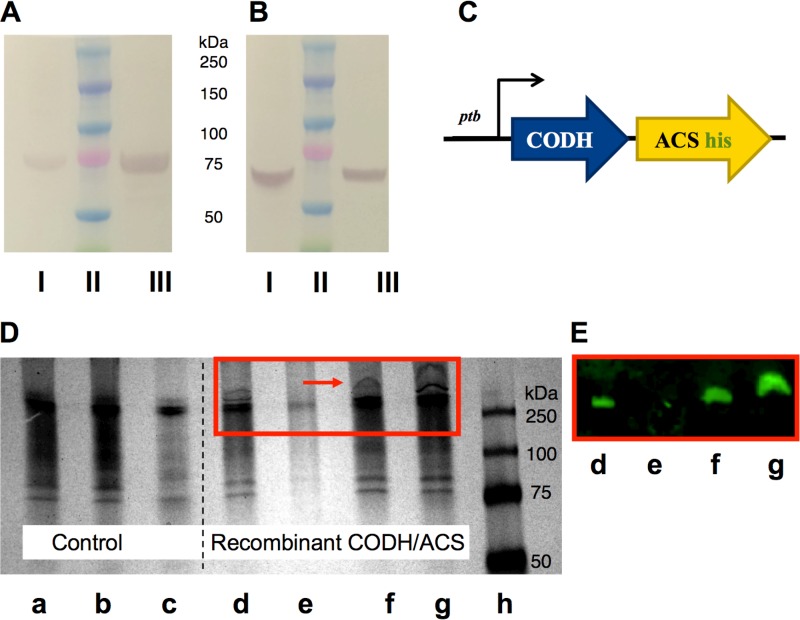 FIG 1