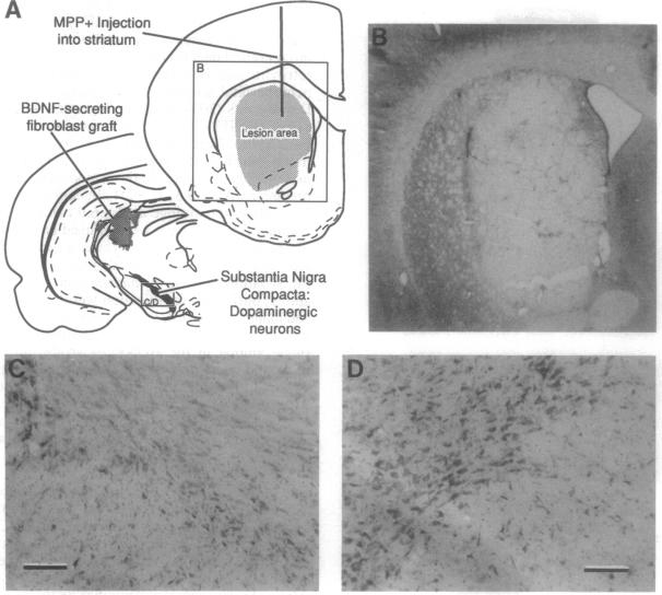 graphic file with name pnas01133-0506-a.jpg