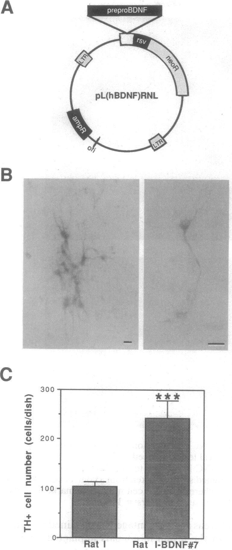 graphic file with name pnas01133-0505-a.jpg