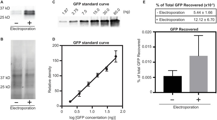 Figure 4—figure supplement 2.