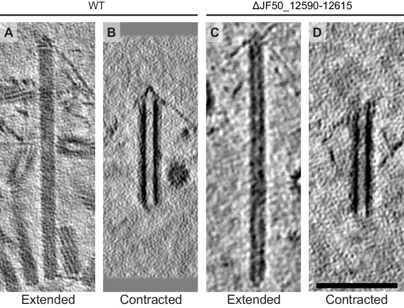 Figure 1—figure supplement 2.