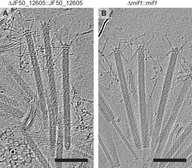 Figure 1—figure supplement 4.