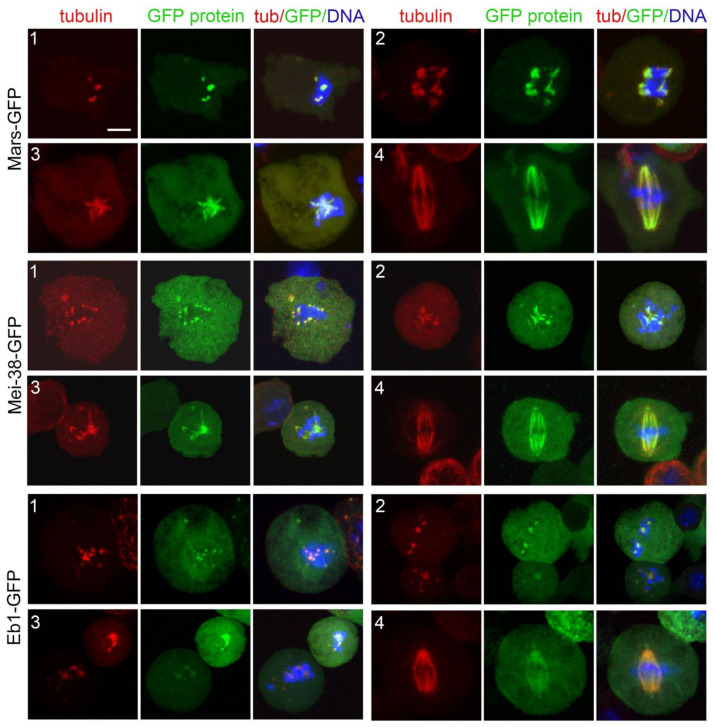 Figure 11