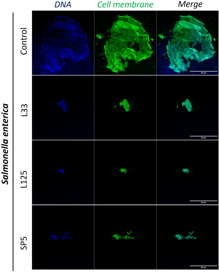 Figure 6