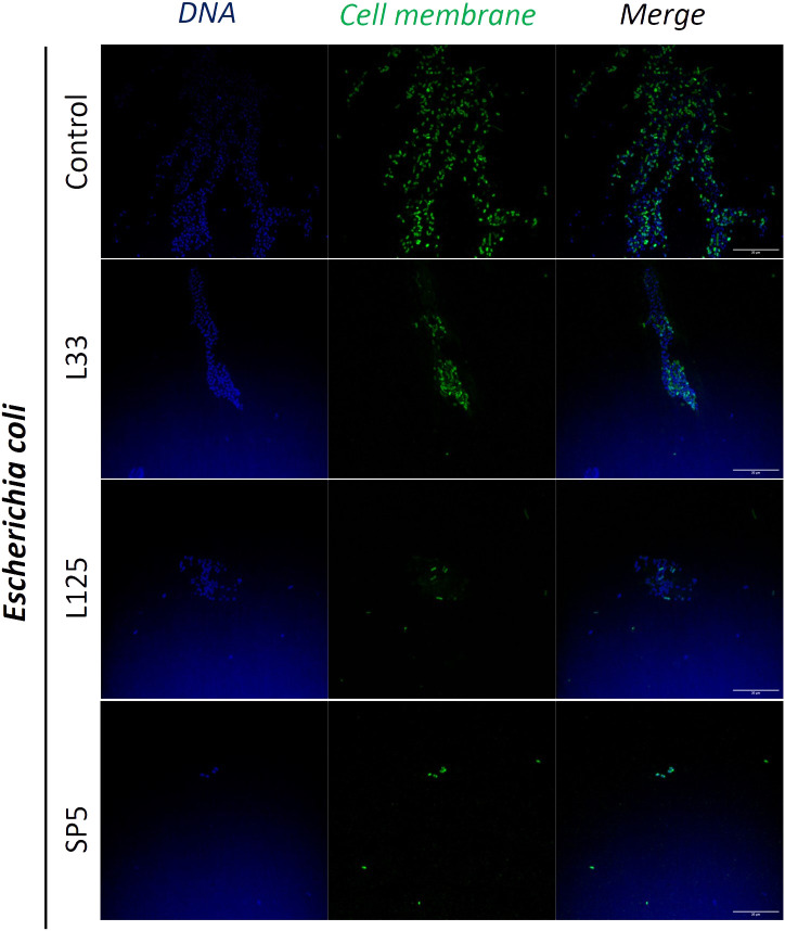 Figure 7