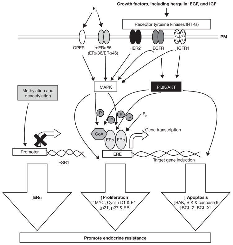 Roles For Mirnas In Endocrine Resistance In Breast Cancer - Pmc