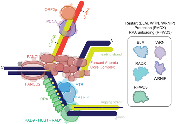 Figure 7.