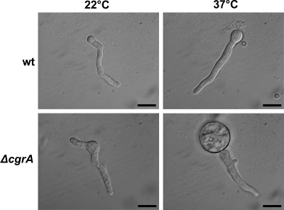 FIG. 6.