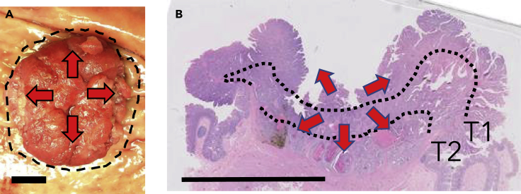 Figure 2