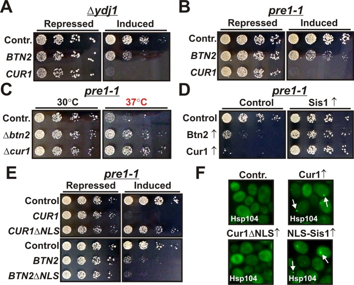 FIGURE 10: