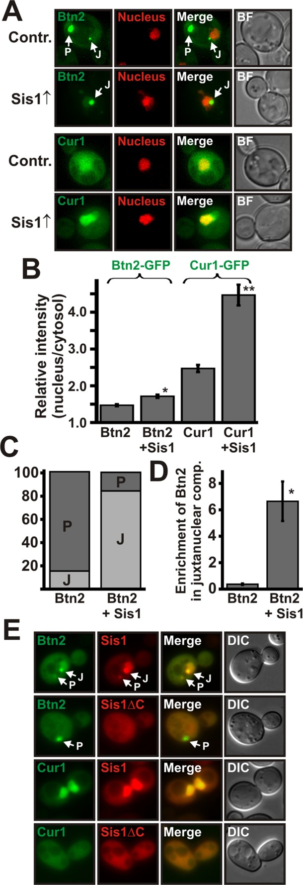 FIGURE 5: