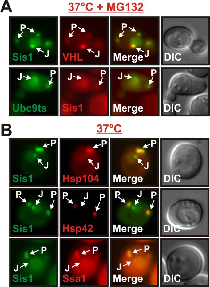 FIGURE 6: