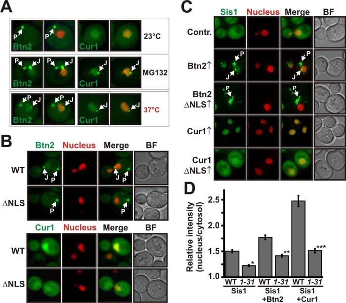 FIGURE 4: