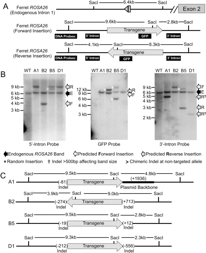 Figure 5